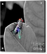 Just A Fly Acrylic Print