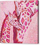 Loving Pink Giraffes Acrylic Print
