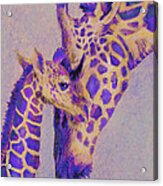 Loving Purple Giraffes Acrylic Print