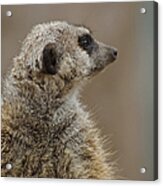 Meerkat Acrylic Print