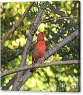 Northern Cardinal Acrylic Print