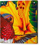 Rufous Hummingbird - Exotic Bird Acrylic Print