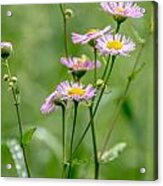 Wild Pink Asters Acrylic Print