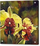 Yellow And Red Cattleya Orchids Acrylic Print