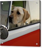 A Yellow Labrador Sits In The Drivers #1 Acrylic Print