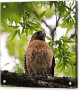 Adult Red Shouldered Hawk #1 Acrylic Print