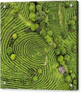 Aerial View Of Tea Fields #1 Acrylic Print