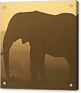 African Elephant At Sunset Amboseli #1 Acrylic Print