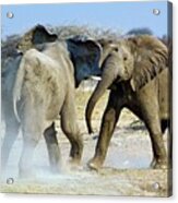 African Elephant Bulls Fighting #1 Acrylic Print