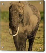 African Elephant Having A Dust Bath #1 Acrylic Print