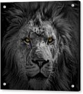 African Lion Acrylic Print