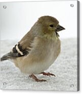 American Goldfinch In The Snow Acrylic Print