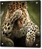Amur Leopard Acrylic Print