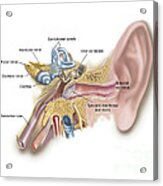 Anatomy Of Human Ear #1 Acrylic Print