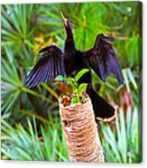 Anhinga Anhinga Anhinga On A Tree #1 Acrylic Print