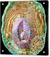 Animal Cell #1 Acrylic Print