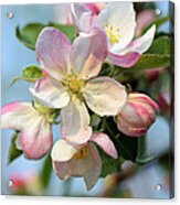 Apple Blossom #2 Acrylic Print