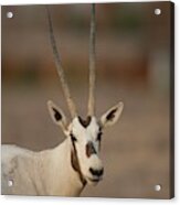 Arabian Oryx (oryx Leucoryx) #1 Acrylic Print