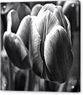 Arboretum Tulips #1 Acrylic Print