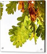 Autumn Oak Leaves #1 Acrylic Print