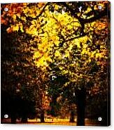Autumnal Walks #1 Acrylic Print