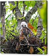 Baby Red Shouldered Hawk In Nest #4 Acrylic Print