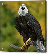 Bald Eagle Hailaeetus Leucocephalus Wildlife Rescue #1 Acrylic Print