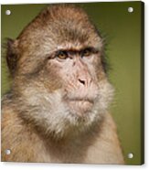 Barbary Macaque #1 Acrylic Print