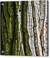 Bark Of Elm #1 Acrylic Print