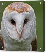 Barn Owl #1 Acrylic Print