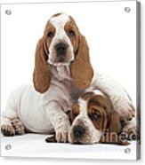 Basset Hound Puppies #1 Acrylic Print
