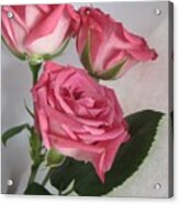 Beautiful Pink Roses 8 Acrylic Print