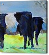 Belted Galloway Cow And Calf Acrylic Print