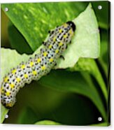 Berberis Sawfly Larva #1 Acrylic Print