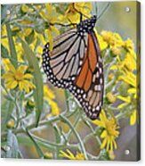Birthplace Of Butterflies #1 Acrylic Print