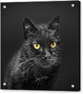 Black Cat Acrylic Print