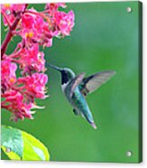 Black Chinned Hummingbird #1 Acrylic Print