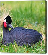 Black Crowned Crane #2 Acrylic Print