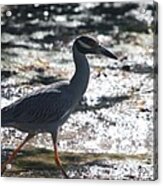 Black-crowned Night-heron Acrylic Print