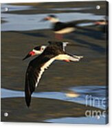 Black Skimmer Beach #2 Acrylic Print