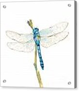 Blue Dragonfly #1 Acrylic Print