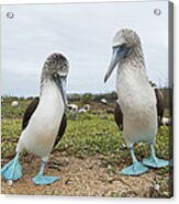 Blue-footed Booby Pair Courting #1 Acrylic Print