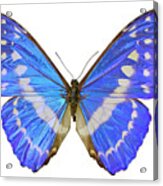 Blue Morpho Butterfly #1 Acrylic Print