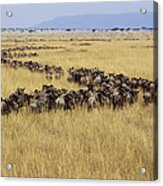 Blue Wildebeest Migrating Masai Mara #1 Acrylic Print