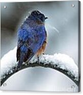 Bluebird In Snowstorm #1 Acrylic Print