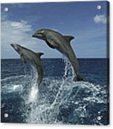 Bottlenose Dolphin Pair Leaping Honduras #1 Acrylic Print
