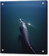 Bottlenose Dolphin Surfacing Australia #1 Acrylic Print