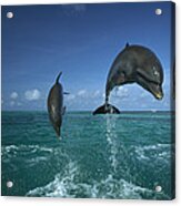 Bottlenose Dolphins Leaping Honduras #1 Acrylic Print