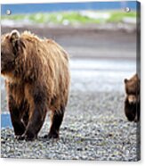 Brown Bears #1 Acrylic Print