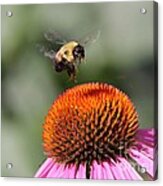 Bumblebee   #1 Acrylic Print